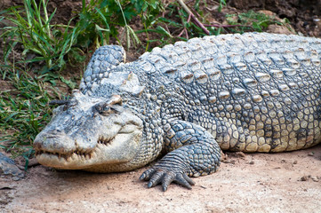 A fresh water crocodile