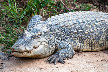 A fresh water crocodile