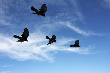 BirdsInFlight