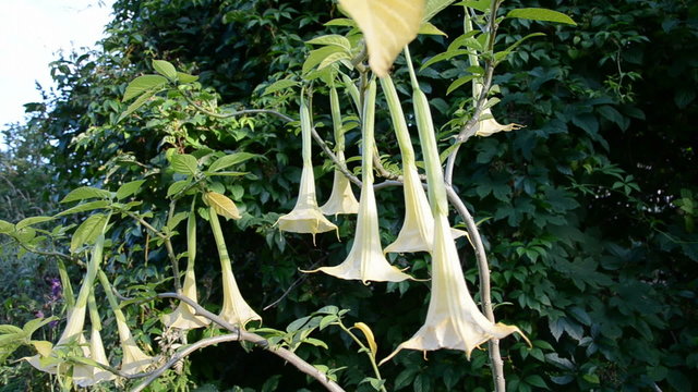 datura  angel's trumpet blossoms and summer wind