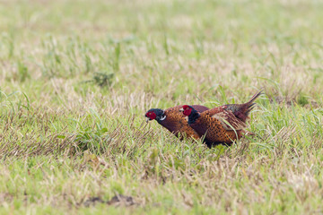 Fototapeta premium Fasane (Phasianus colchicus)