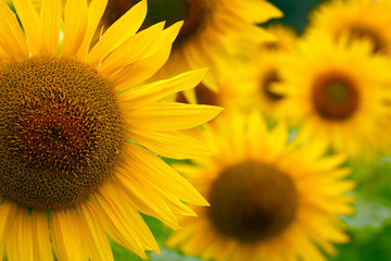 Sunflowers