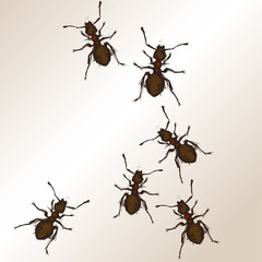 Sechs Ameisen krabbeln
