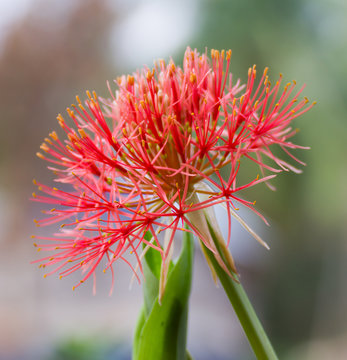 Fototapeta Powder puff lily