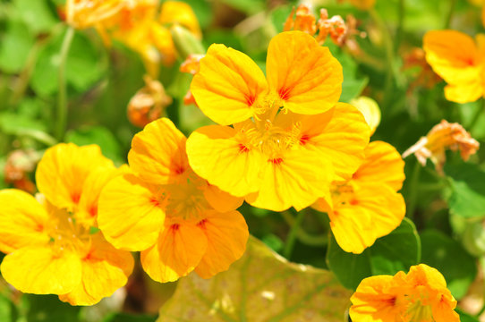 ナスタチウム Images Browse 235 Stock Photos Vectors And Video Adobe Stock ナスタチウム Images Browse 235 Stock Photos Vectors And Video Adobe Stock