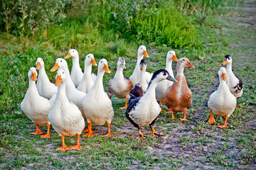 Obraz premium Ducks