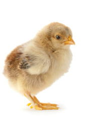Newborn chicken isolated