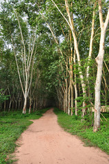 rubber plantation