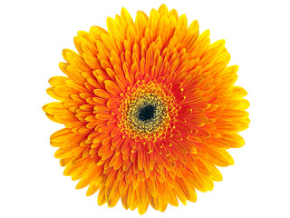 Orange gerbera