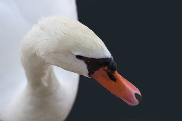 Cigno