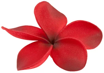 Photo sur Plexiglas Frangipanier frangipanier fleur rouge