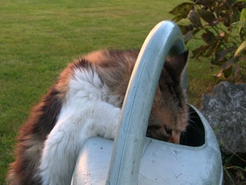 le chat et l arrosoir