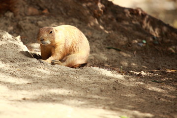Black-tailed prairie dogs - sticking out from a burrow.