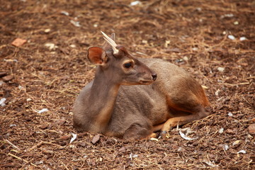 Female Fallow deer
