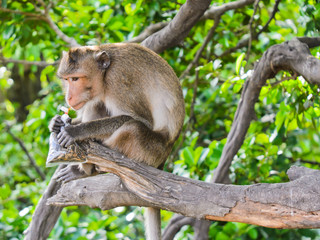 Monkey macaques try to open polybag of sunflower seed