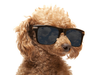 Red Toy Poodle  in the sunglass