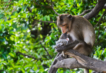 Monkey macaques sitting on tree and eating sunflower seed