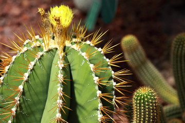 close up of globe shaped cactus with long thorns