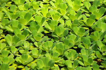 Fototapeta na wymiar Green water plant