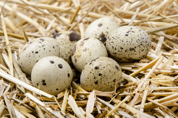 Naklejka na ściany i meble some quail eggs lie in the straw