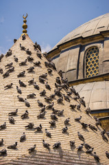 Mosque with pigeons