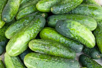fresh green cucumber