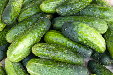 fresh green cucumber