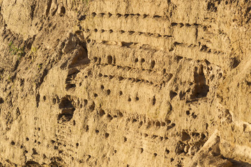 Bruthöhlen der Uferschwalben (Riparia riparia) am Brodtener Ste