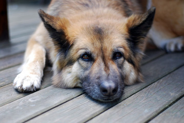 Dösender Hund