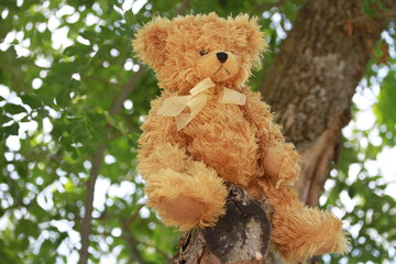 peluche