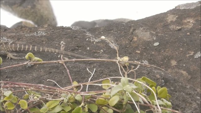 Wasseragame an der Ostk&uuml;ste Australiens