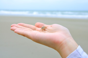 Crab in hand 
