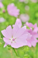 Naklejka premium ムスクマロウ