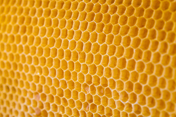 bee honey in honeycomb angle view