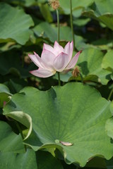 lotus flower