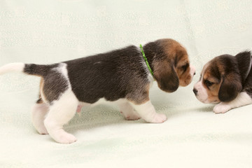 puppies beagle