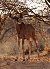 Young Kudu Ewe Foal Under Bushveld Tree
