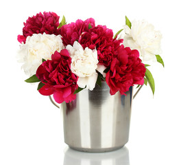 beautiful pink and white peonies in bucket isolated on white