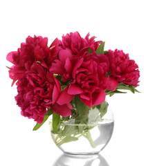 beautiful pink peonies in glass vase isolated on white