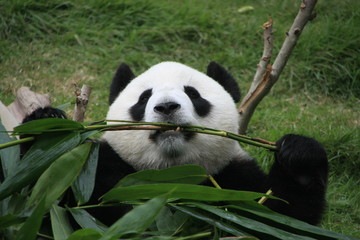 Obraz na płótnie Canvas Portret panda bear jedzenia bambusa, Chiny