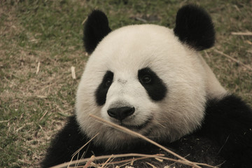 Portrait of giant panda bear eating bamboo, China