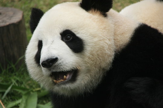 Portrait of giant panda bear, China