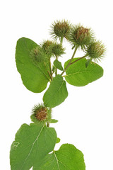 Grosse Klette (Arctium lappa)