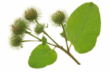 Grosse Klette (Arctium lappa)