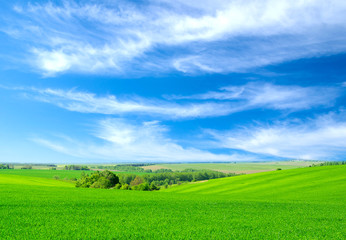 green field and blue sky