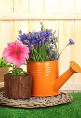 watering can and plants in flowerpots
