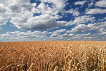 Wheat ears against the blue sky