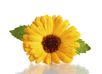 beautiful calendula flower, isolated on white