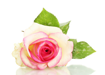 beautifu pink rose, isolated on white