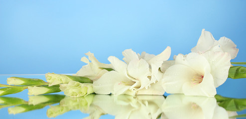 branch of white gladiolus on blue background close-up